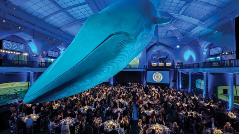 photo of whale at NYC Museum of Natural History