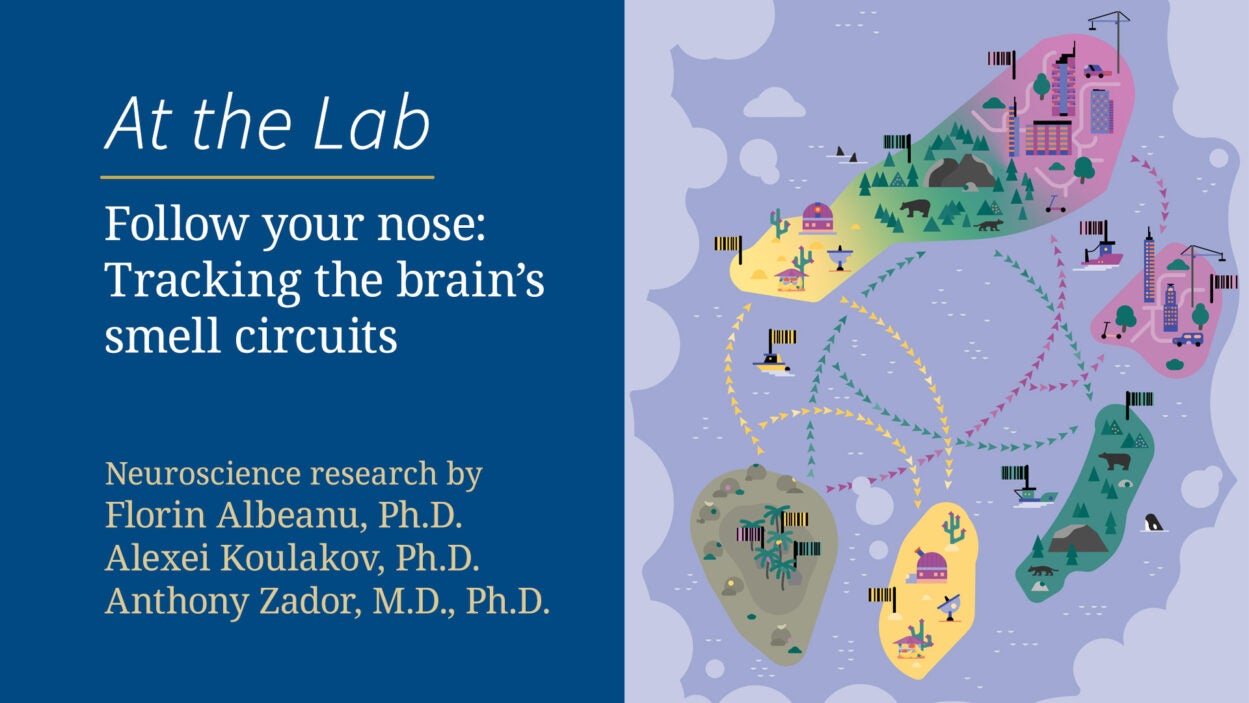 Image of At the Lab - Follow your nose: Tracking the brain's smell circuits
