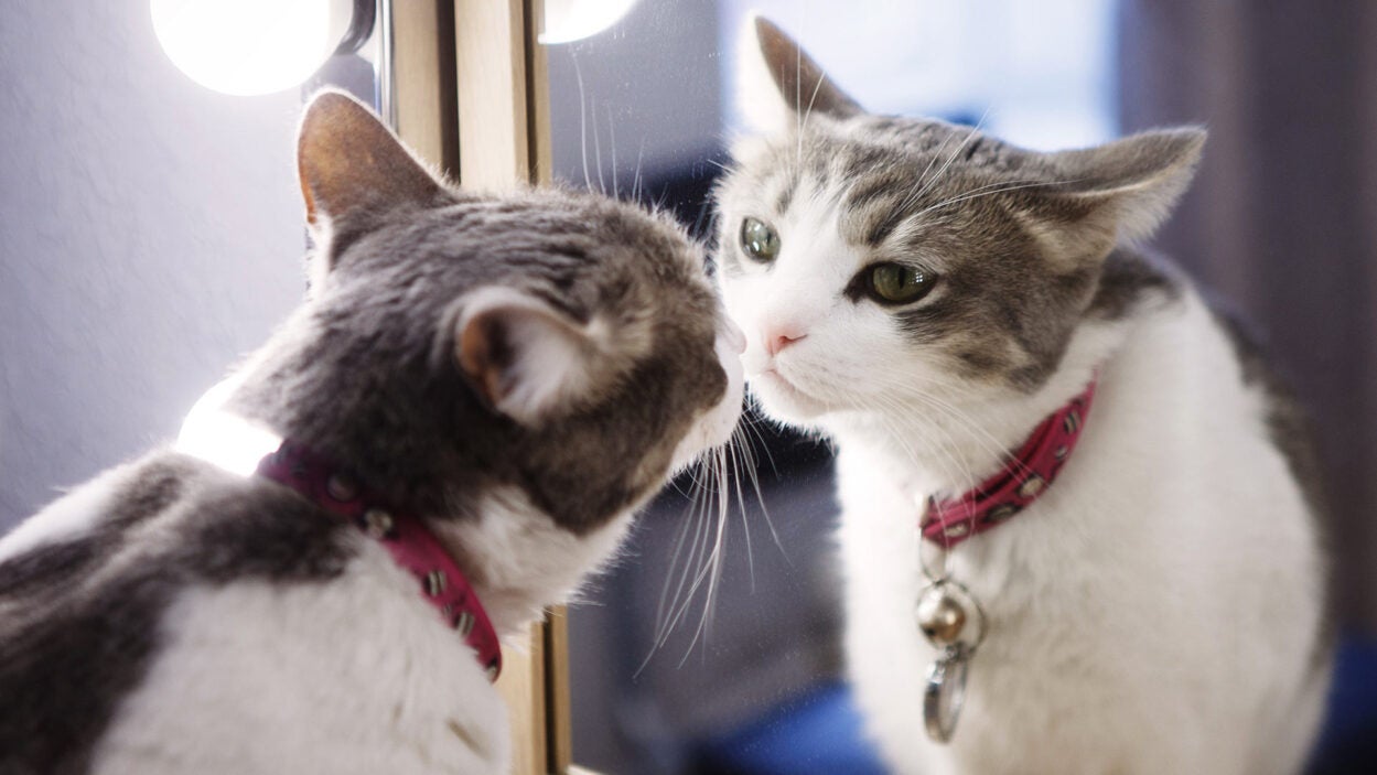 Photo of a cat looking at reflection in mirror