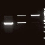 image of a DNA gel